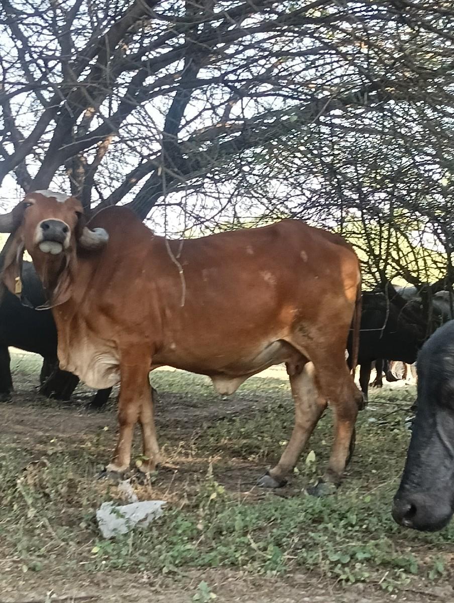 2 ગાય વેચવાની છે