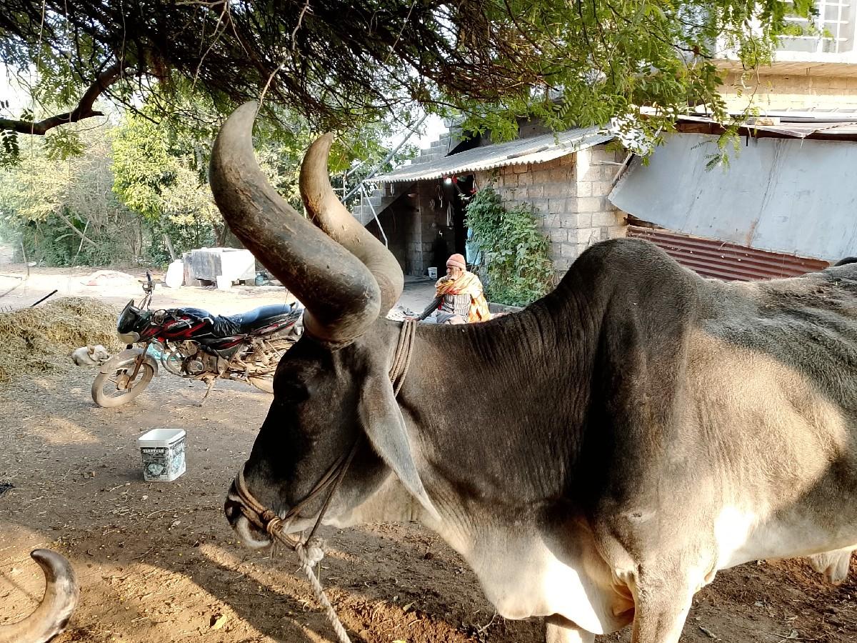 બળદ વેચવાના છે