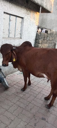 ગાય વેચવાની છે
