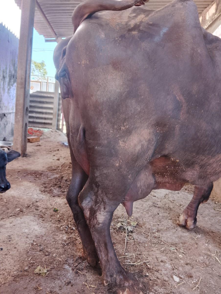 ભેંશ વેચવાની છે