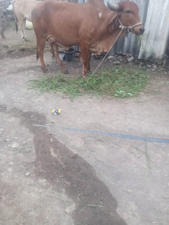 थंबनेल 2