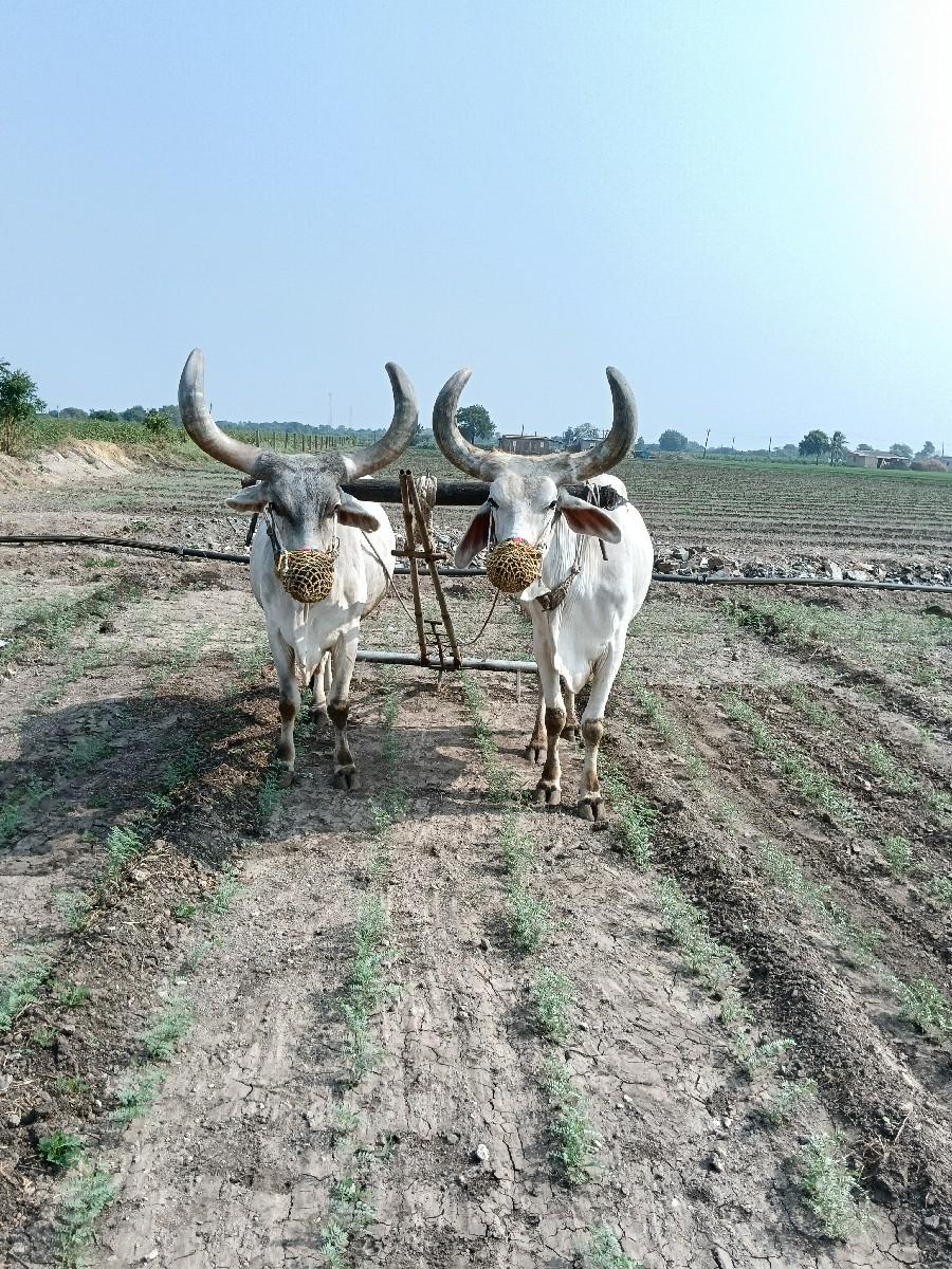 थंबनेल 3