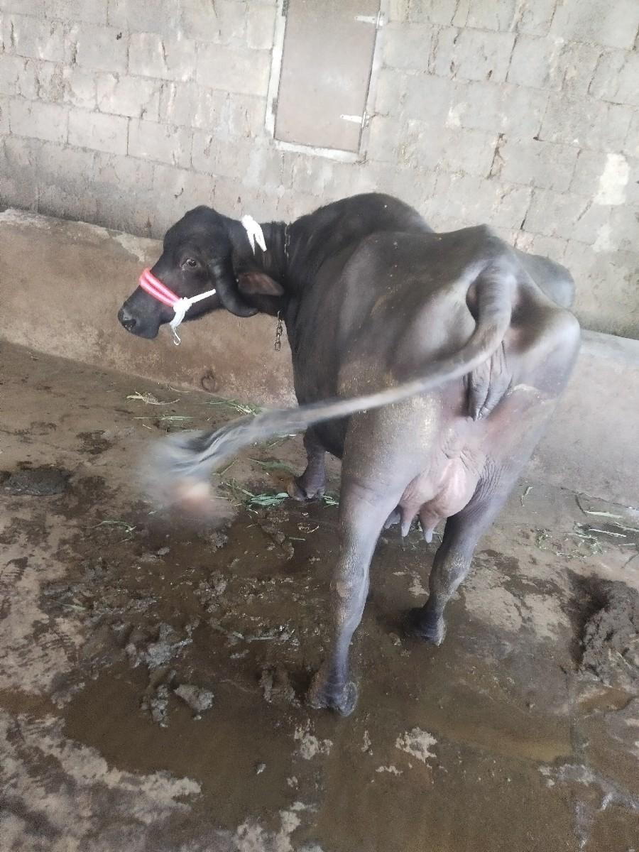 थंबनेल 3