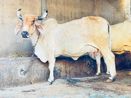 2 ગાય વેચવાની છે