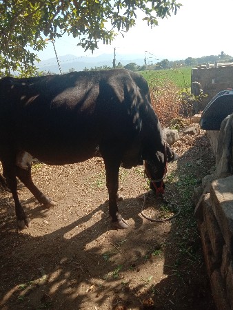 ગાય વેચવાની છે