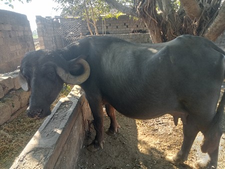 વેસવાની છે