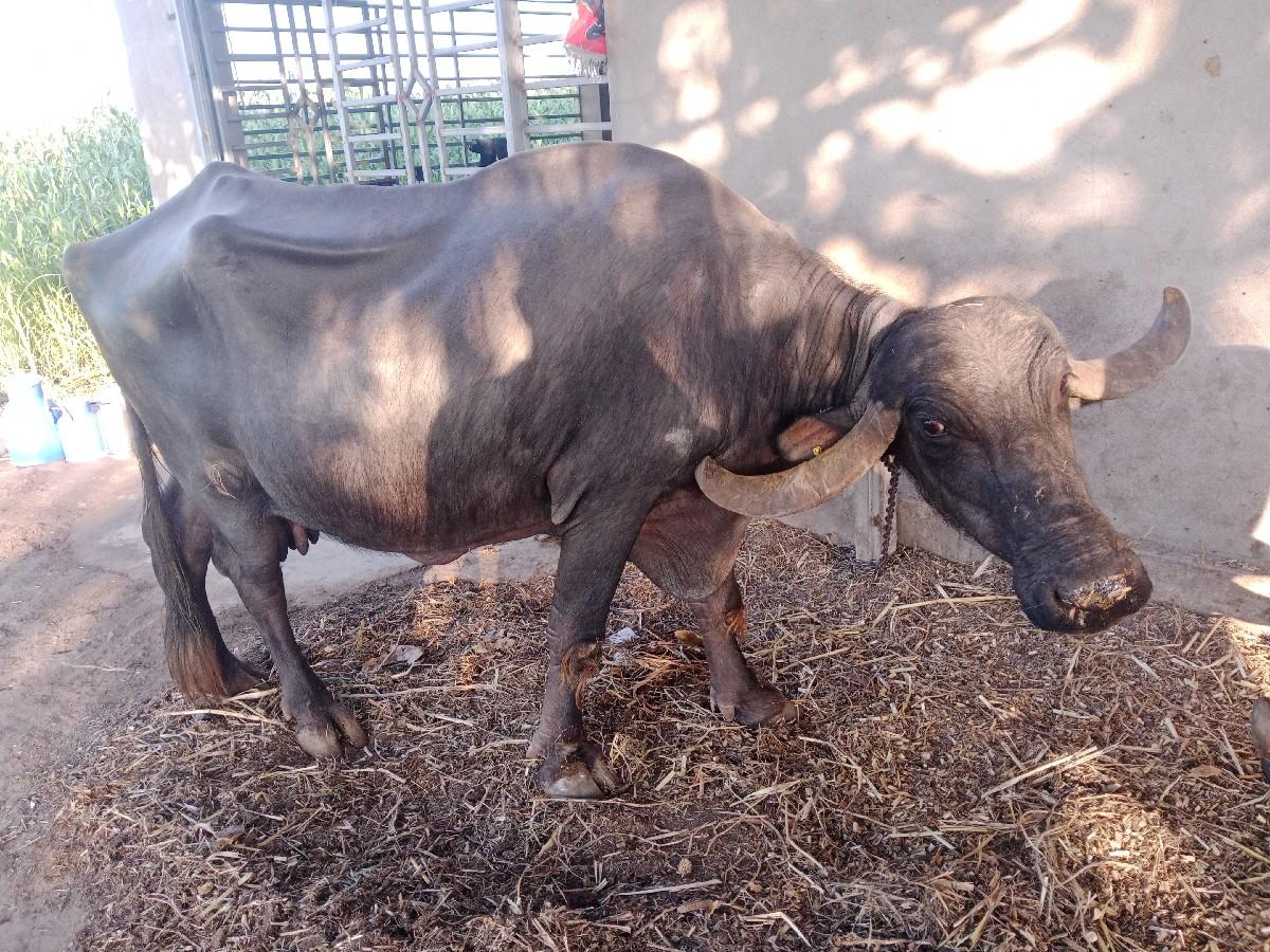 થંબનેલ 2