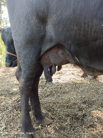 थंबनेल 3