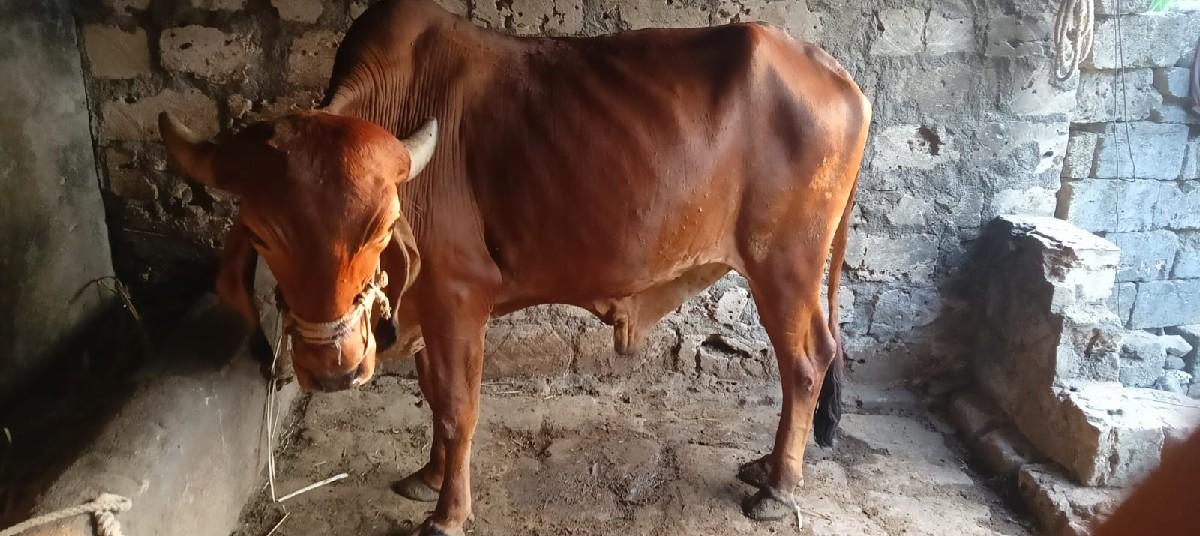 थंबनेल 3