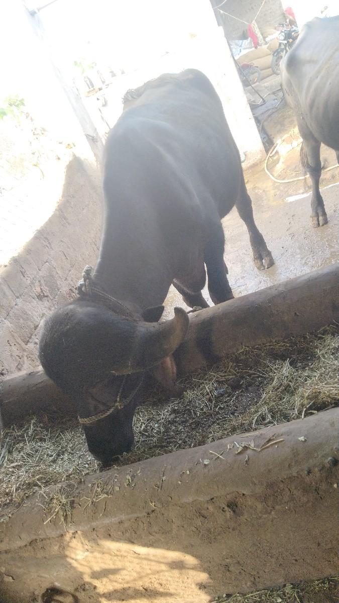 થંબનેલ 3