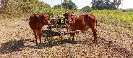 थंबनेल 3