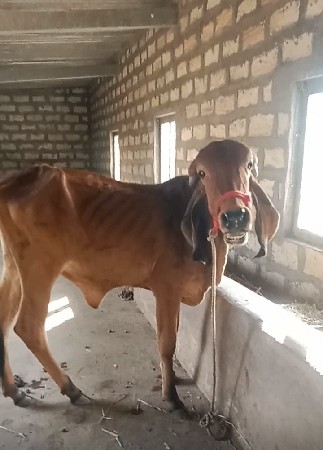 ગીર વાસડિયું વેસ્વાની સે