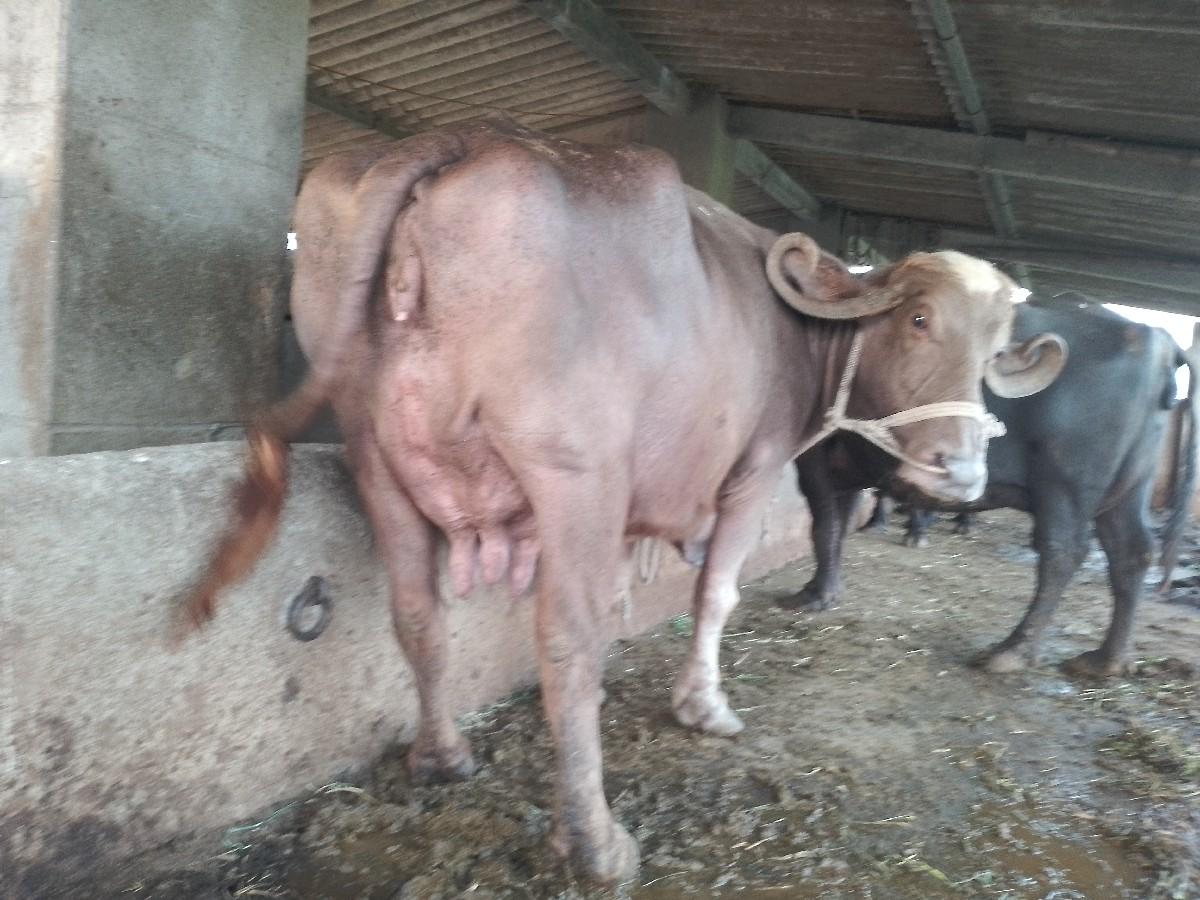 ભૂરી ભેંસ વેચવાની છે