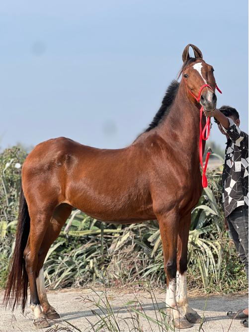 સાટા પન કરવા ના