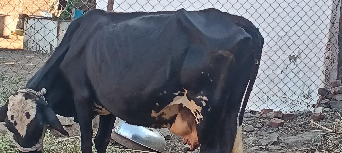 થંબનેલ 3