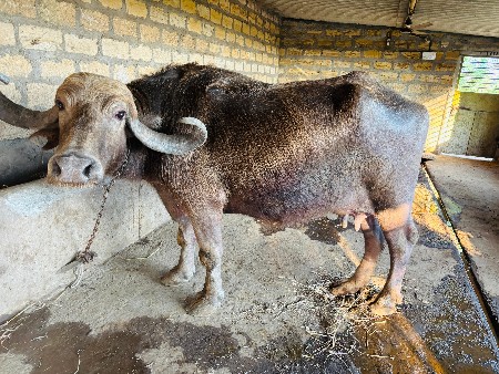 ભેંશ વેચવાની છે