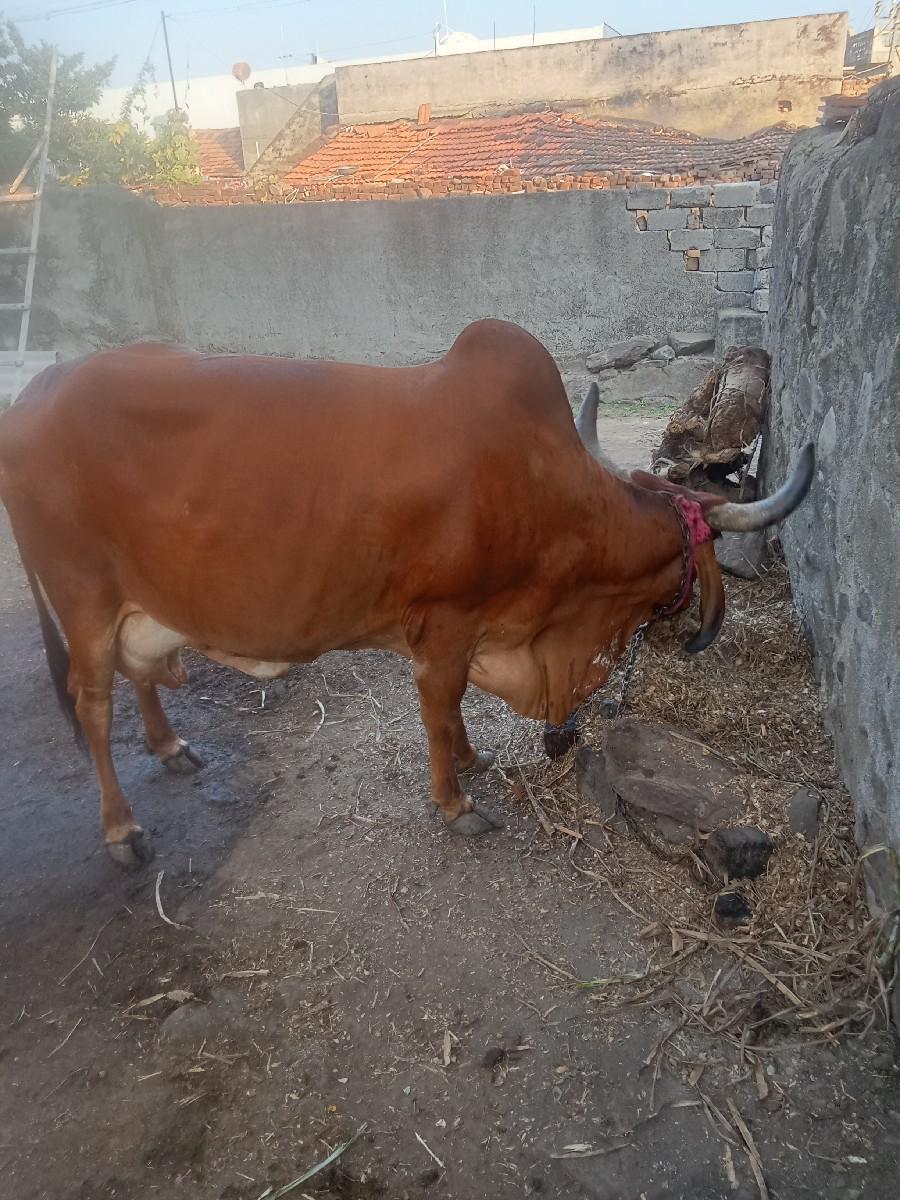 थंबनेल 2