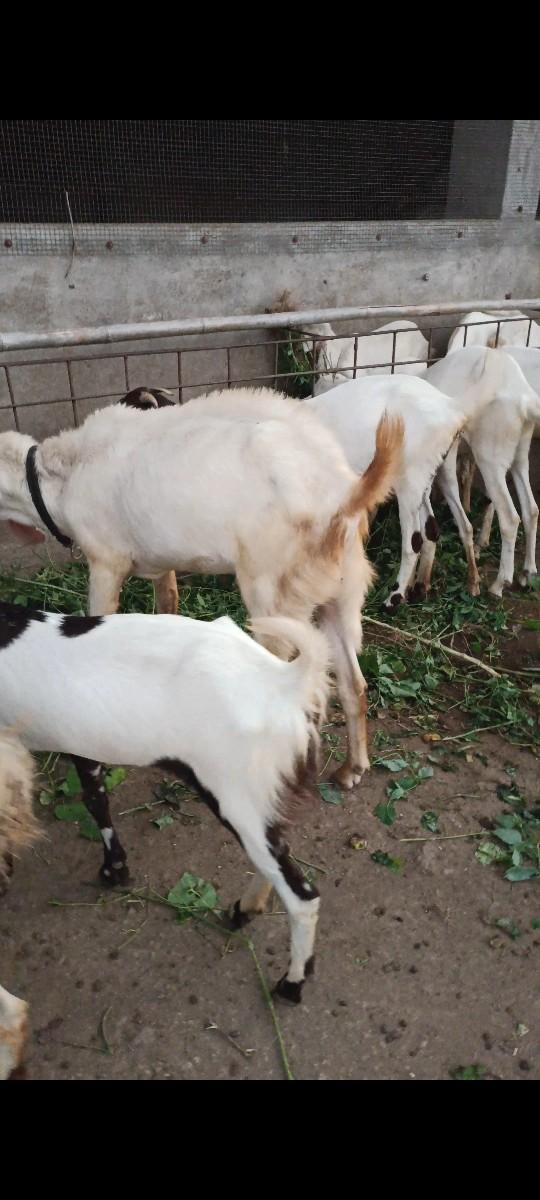 थंबनेल 2