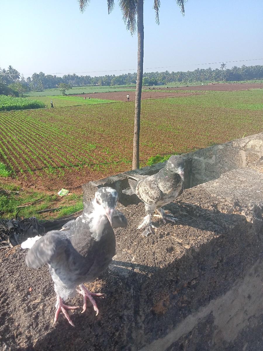 थंबनेल 3