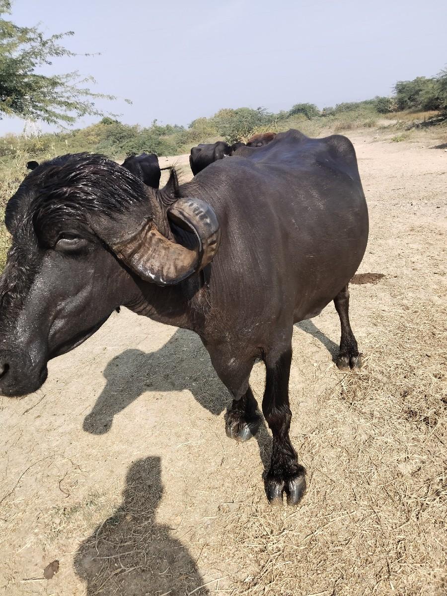 થંબનેલ 3