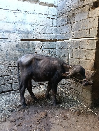 थंबनेल 3