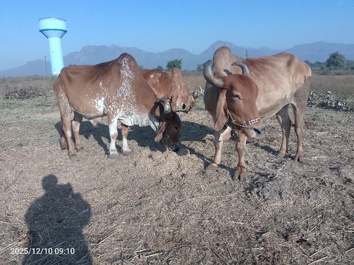 थंबनेल 3