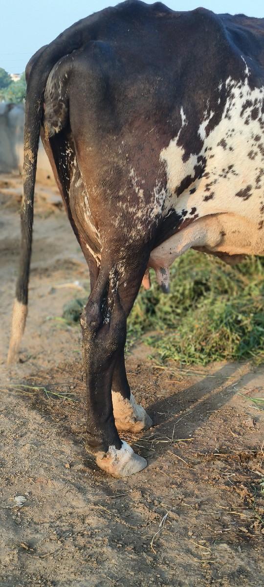 થંબનેલ 2