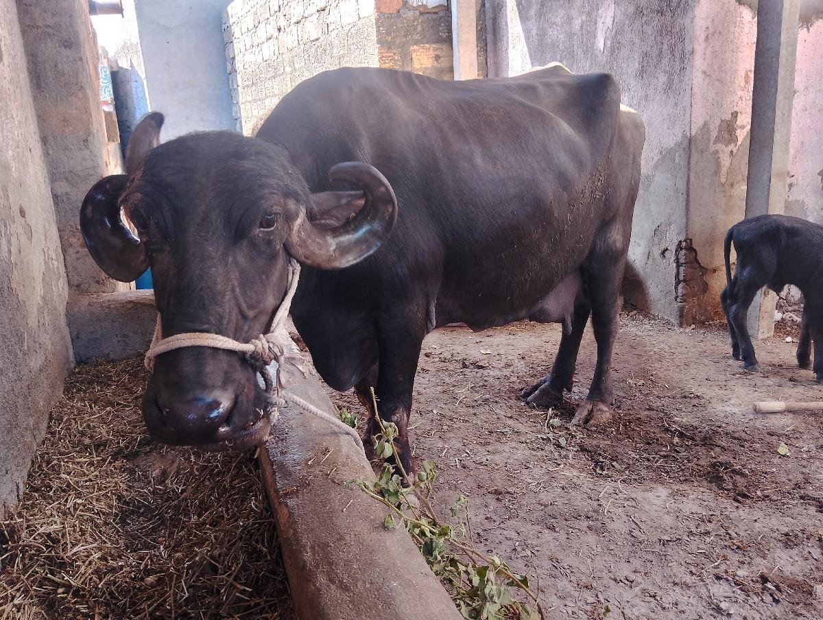 थंबनेल 2