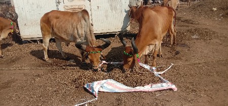 શિવ સહિત