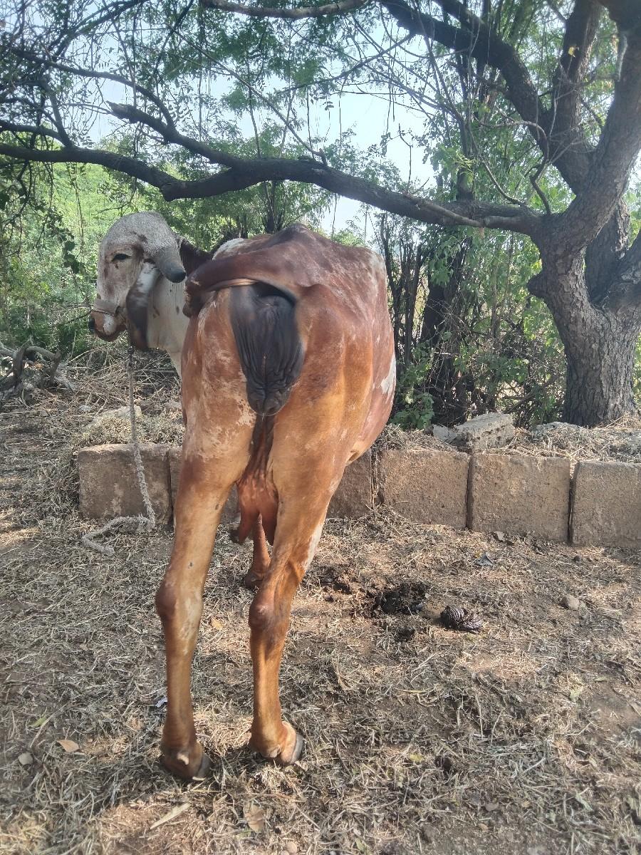 થંબનેલ 3