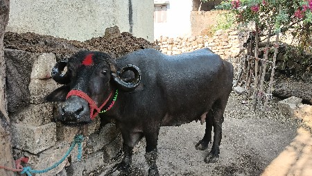 ભેંશ વેચવાની છે