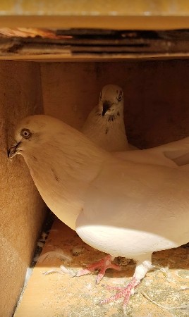 1 jodi vechvani chhe