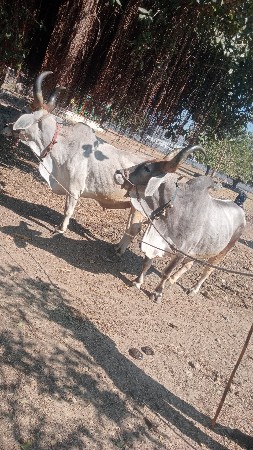 ચંદવાણા