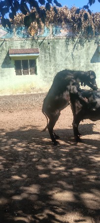 થંબનેલ 3