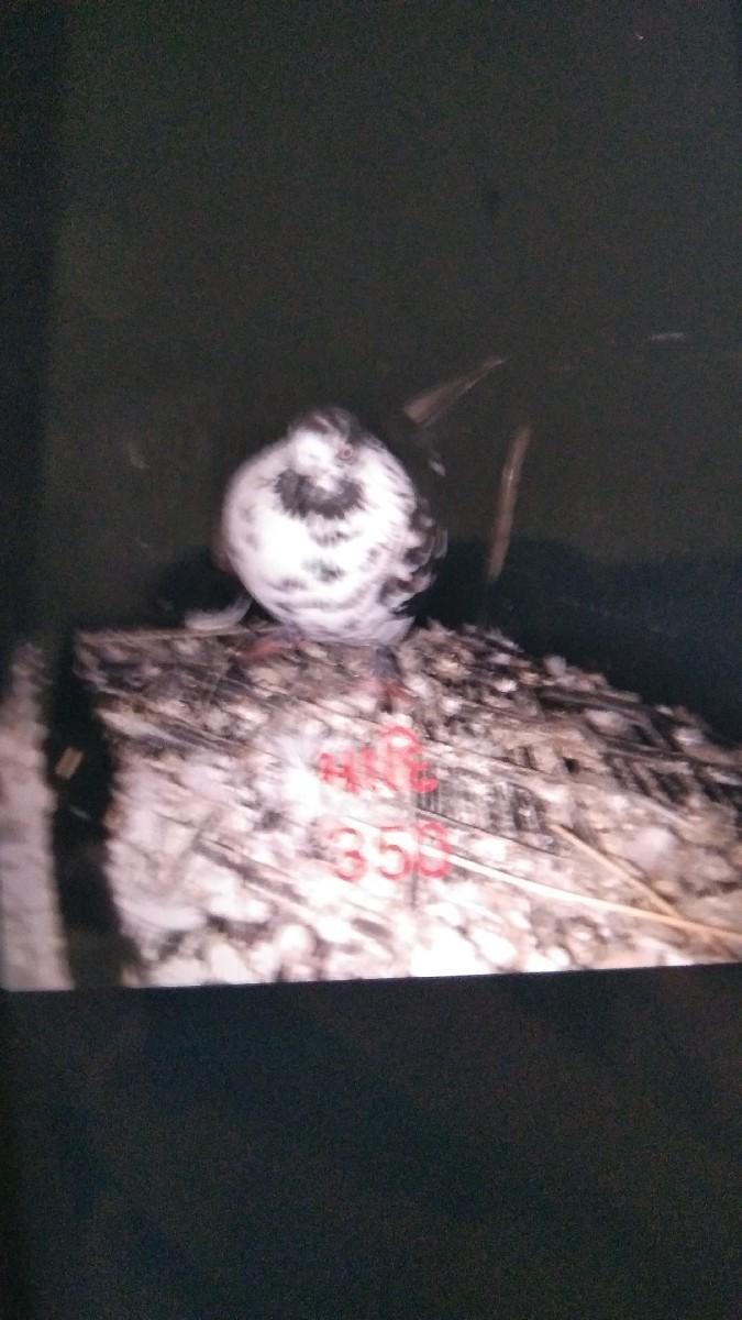 કબૂતર વેચવાના છે