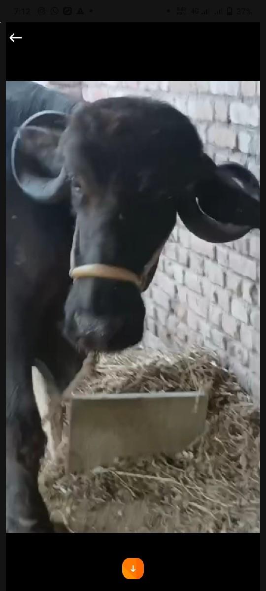 4 વેતર વયા ની