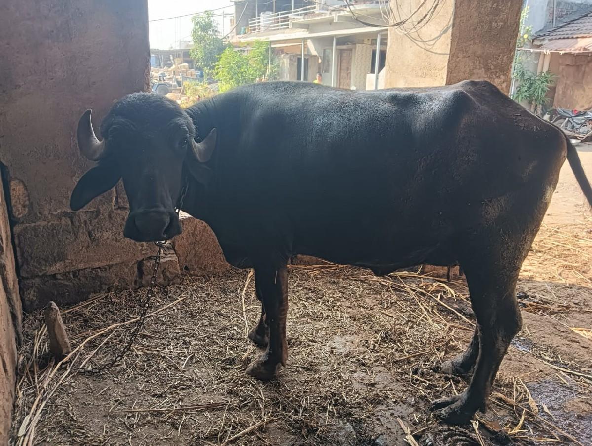 થંબનેલ 3