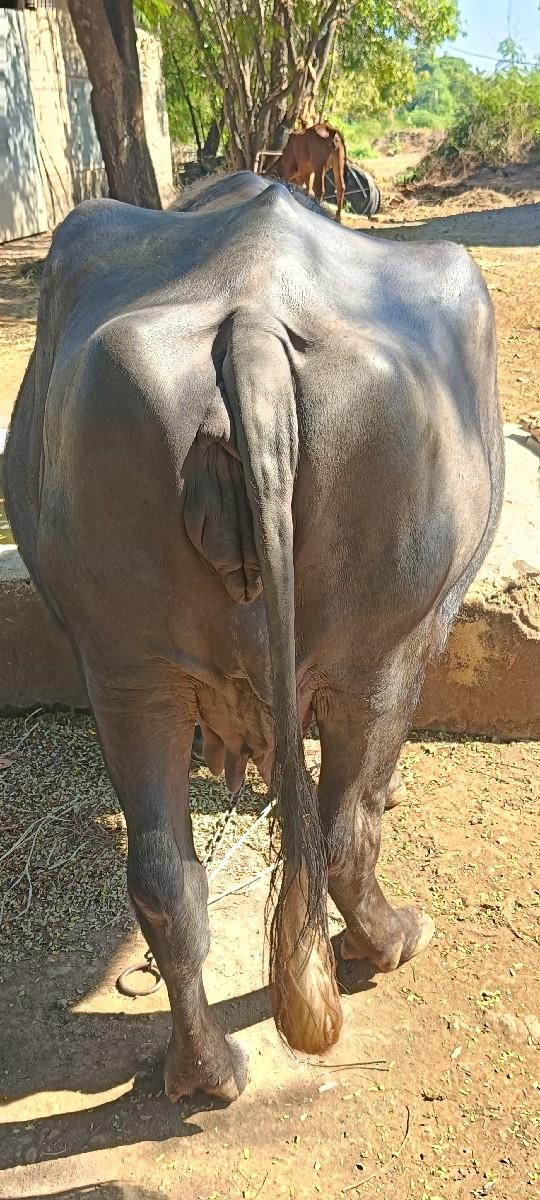 थंबनेल 3