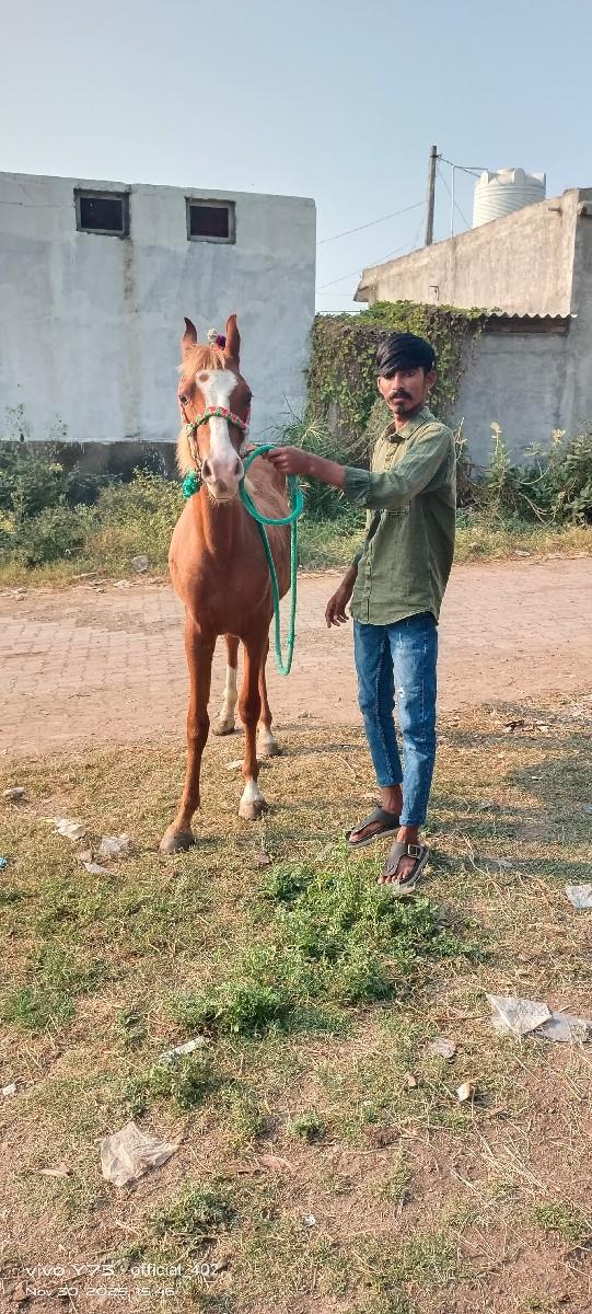 થંબનેલ 3