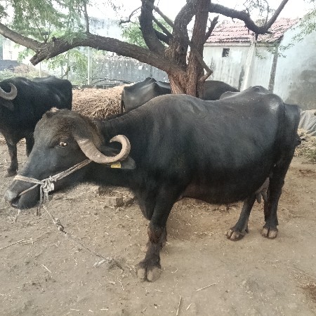 ભેંશ વેચવાની છે