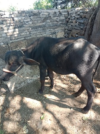 થંબનેલ 2