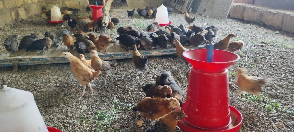 थंबनेल 5