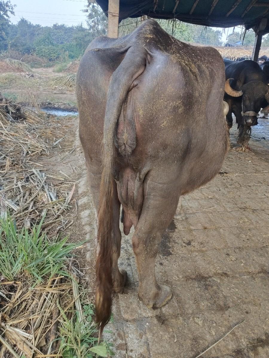 ભેંસ વેચવા ની છે