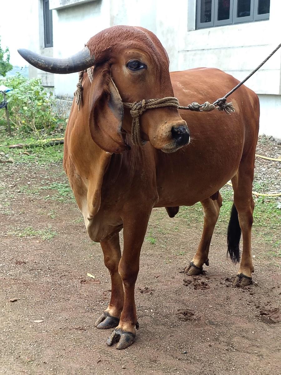 gor gay se 3ju vetar