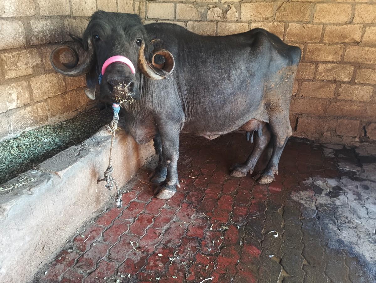 थंबनेल 3