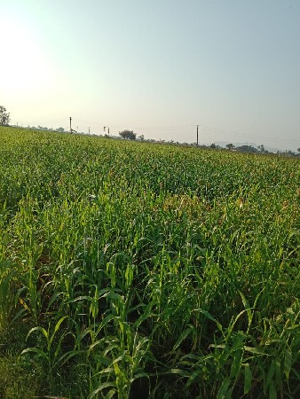 લીલી જુવાર વેચવાની છે.