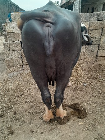 આ ભેસ વેચવા નીછે