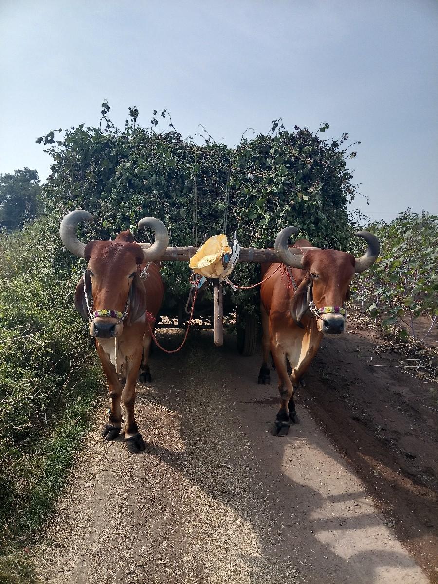 थंबनेल 2