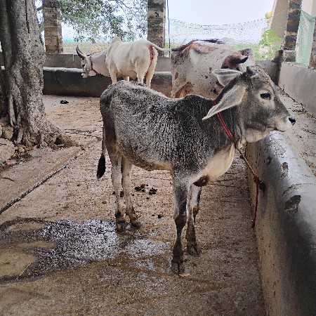 વઢિયારો વાછળો આપવાનો છે