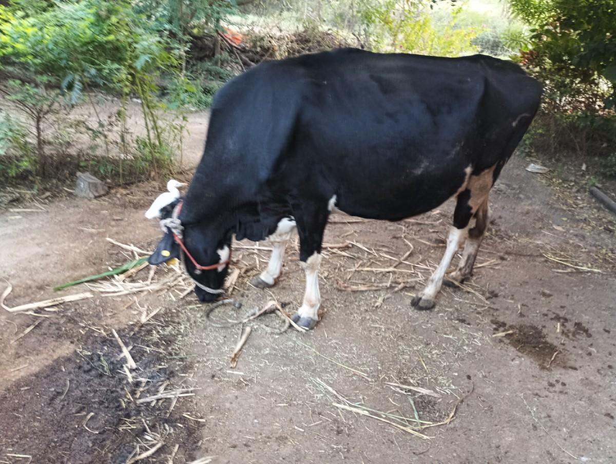 થંબનેલ 3